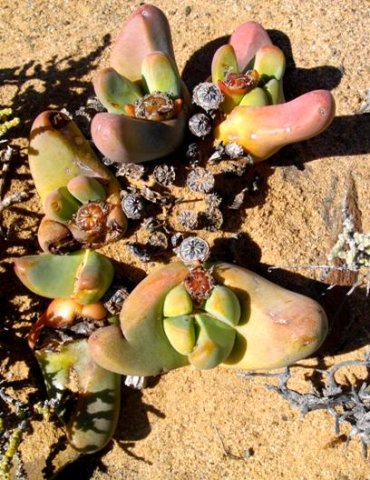 Tanquana prismatica fruit