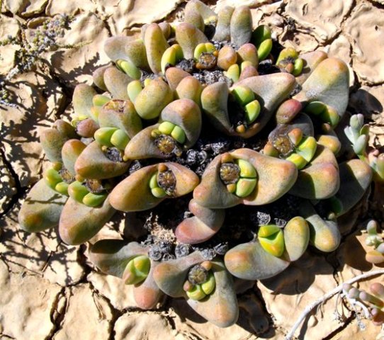 Tanquana prismatica leaves