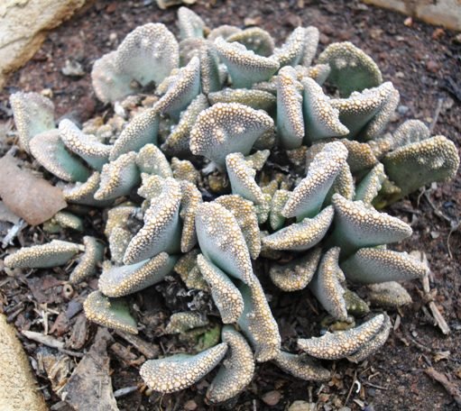 Titanopsis calcarea