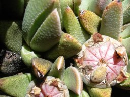 Rabiea albinota leaf papillae