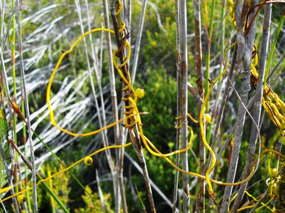 Cassytha ciliolata bearing berries