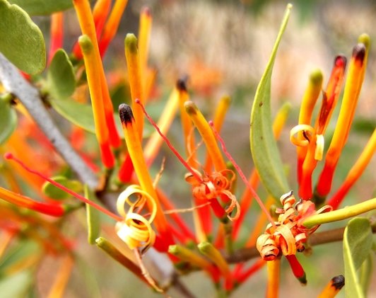 Moquiniella rubra buds and flowers