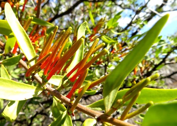 Moquiniella rubra young, green-tipped buds