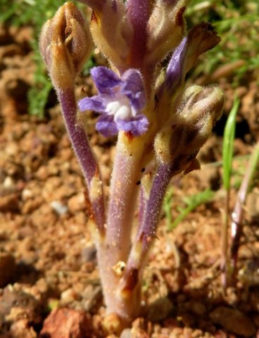 Orobanche ramosa var. ramosa stem base