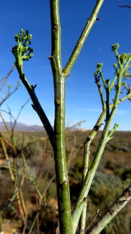 Thesium strictum upper stems