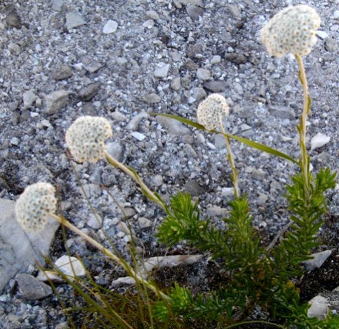 Anaxeton asperum subsp. asperum