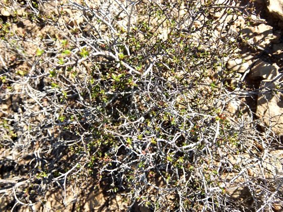 Anthospermum spathulatum