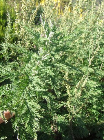 Artemisia afra
