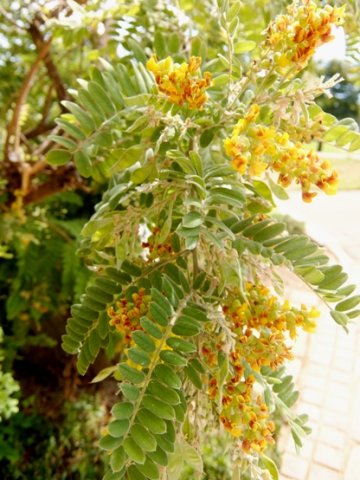 Calpurnia woodii flowers