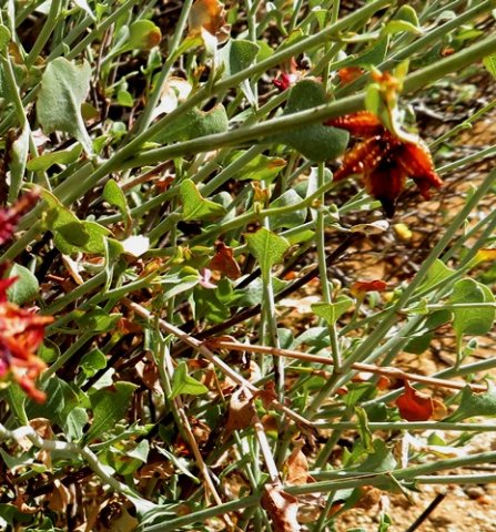 Dyerophytum africanum stems