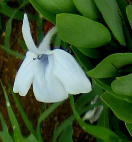 Ecbolium glabratum flower showing its tube