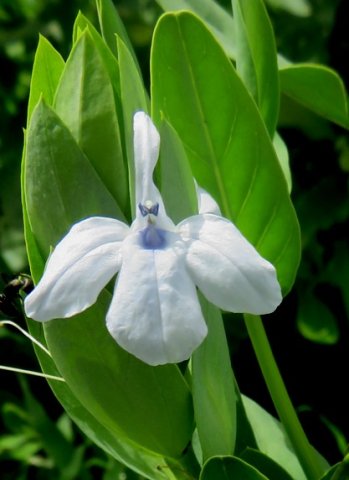 Ecbolium glabratum flower