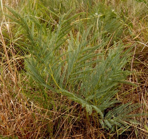 Elephantorrhiza elephantina leaves