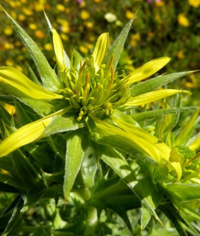 Heterorhachis aculeata disc floret anthers