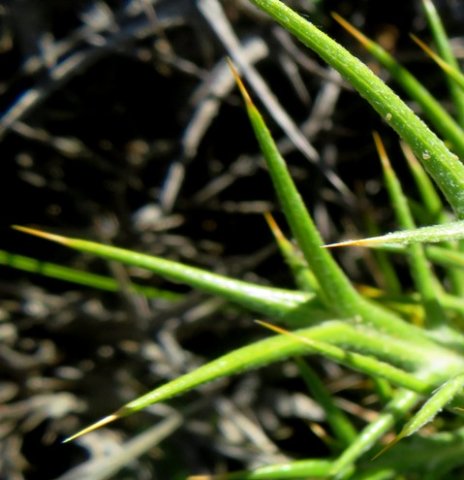 Heterorhachis aculeata leaf spines
