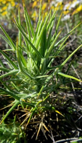 Heterorhachis aculeata stem-tip