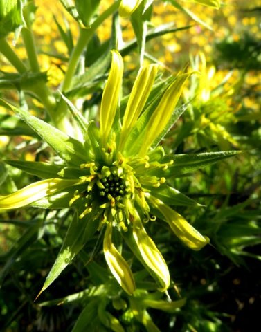 Heterorhachis aculeata recurving stigma branches