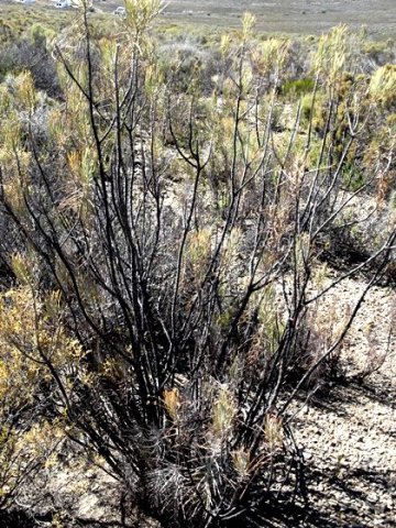 Hymenolepis crithmifolia stressed