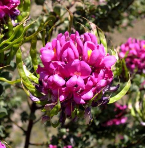 Hypocalyptus sophoroides inflorescence