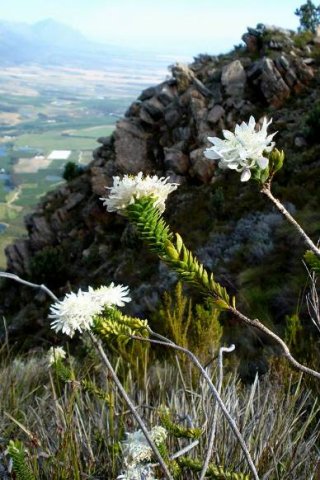 Lachnaea filamentosa leaves