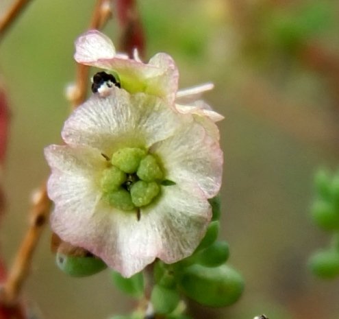 Maireana decalvans flower