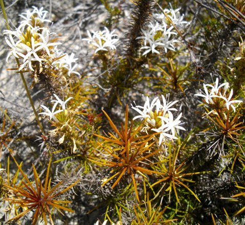 Merciera leptoloba brown leaves in midsummer