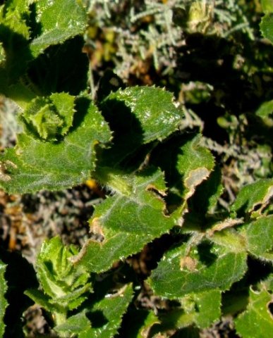 Oftia africana leaves