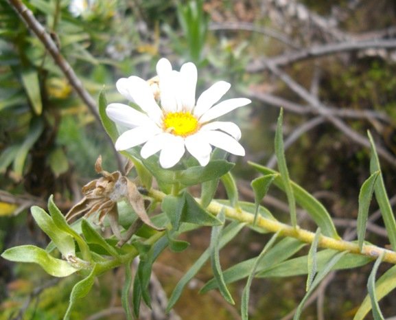 Osmitopsis asteriscoides leaves and flowers