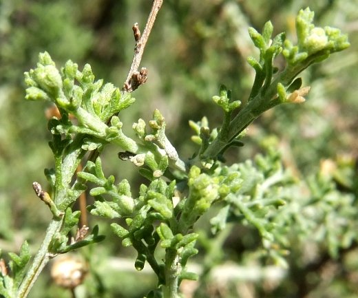Pentzia incana leaves