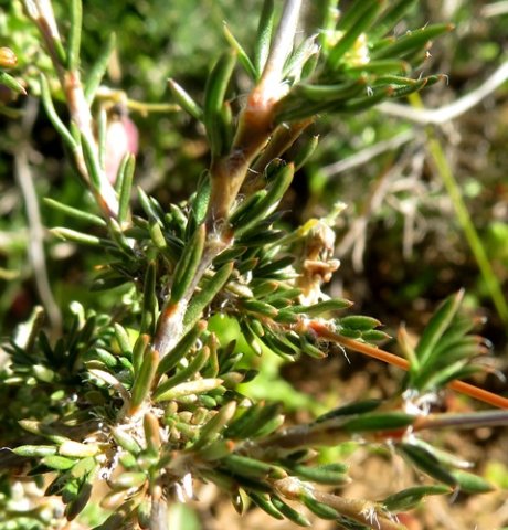Pharnaceum aurantium leaves