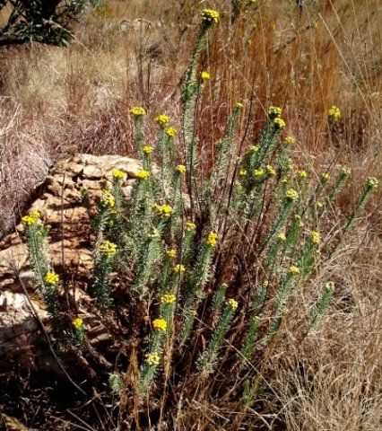 Phymaspermum athanasioides