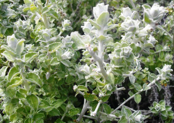 Plecostachys serpyllifolia