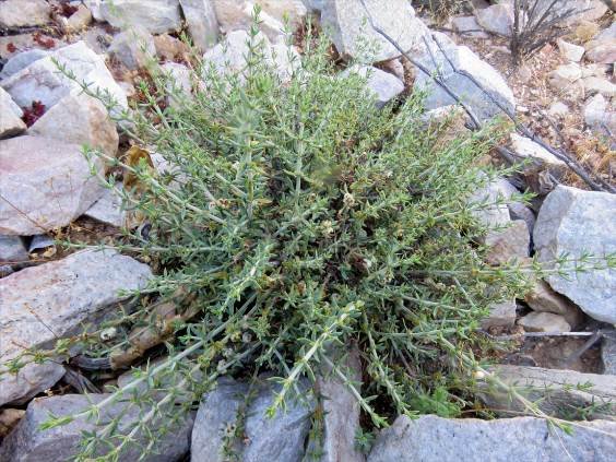 Pollichia campestris