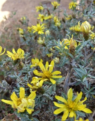 Rosenia humilis bluish leaves