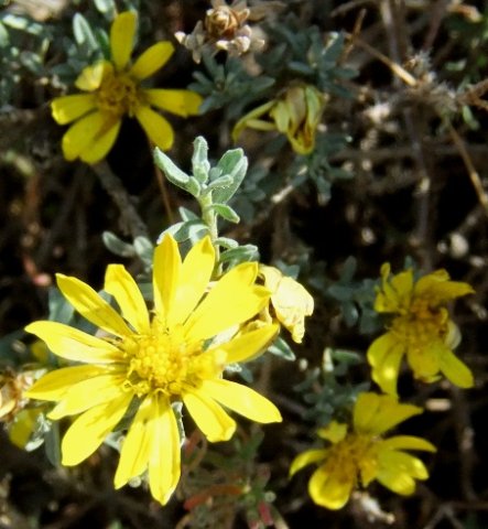 Rosenia humilis flowerhead