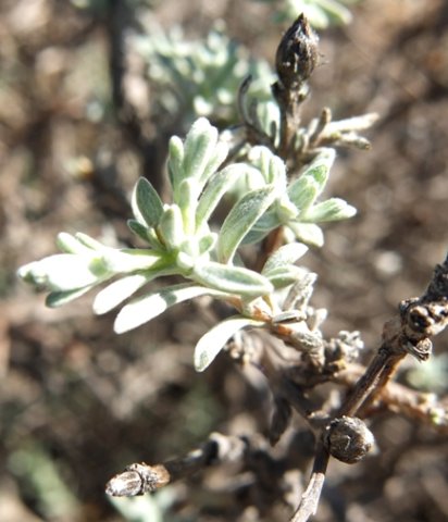 Rosenia humilis stem-tip leaves
