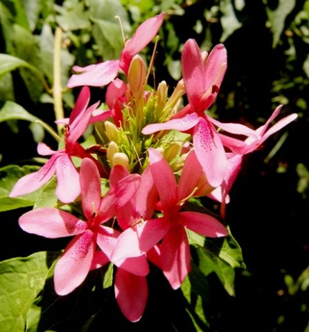 Ruttyruspolia Phyllis van Heerden in the Walter Sisulu