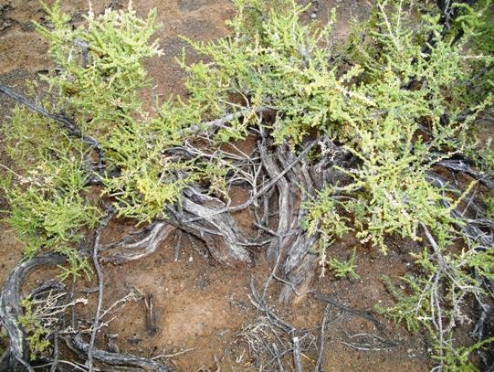 Salsola aphylla, small plant, big past