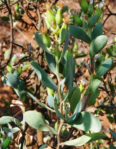 Lopholaena coriifolia