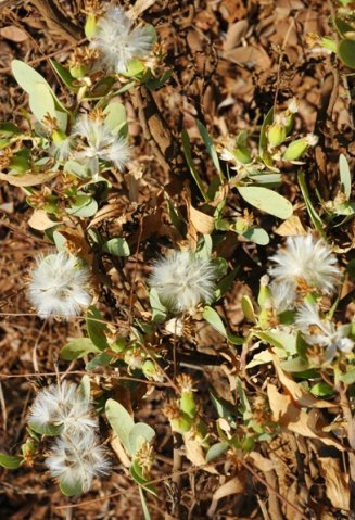 Lopholaena coriifolia fluffy fruit
