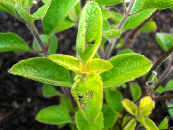 Syncolostemon canescens