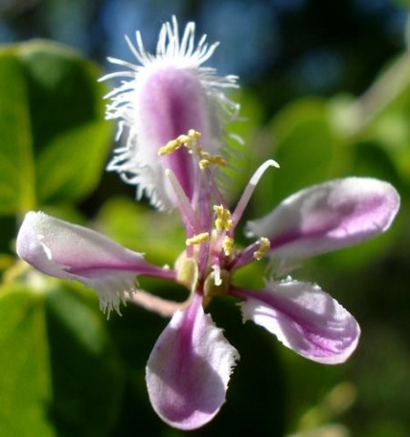 Triaspis glaucophylla flower