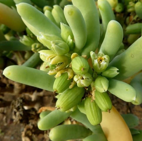 Augea capensis, baboons food