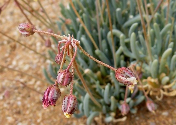 Kewa salsoloides closed flowers