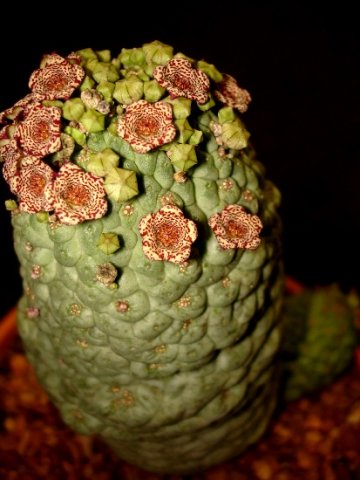 Larryleachia cactiformis flowering