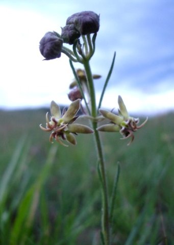 Miraglossum pulchellum