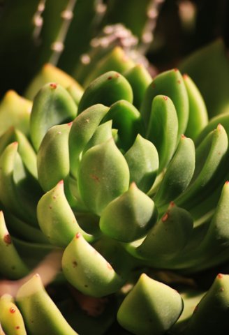 Echeverria, an established immigrant!