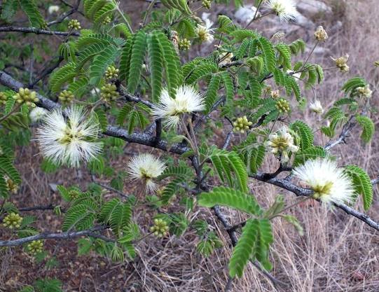 Albizia harveyi leaves
