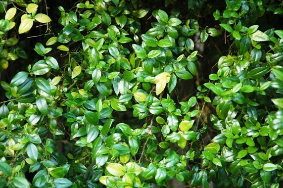 Cassinopsis ilicifolia