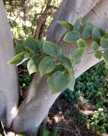 Celtis africana yellow leaf margins